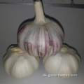 neue Ernte Knoblauch 4,5 cm 5,0 cm 5,5 cm 6,0 cm